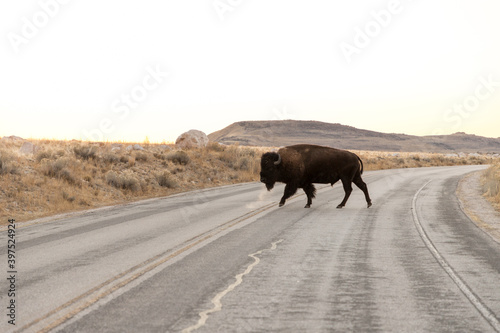 Lone Bison crossing the road