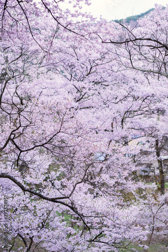 Full of bloom on Japanese Sakura