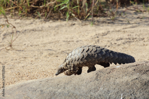 Steppenschuppentier / Ground pangolin or Cape pangolin/ Smutsia temminckii photo