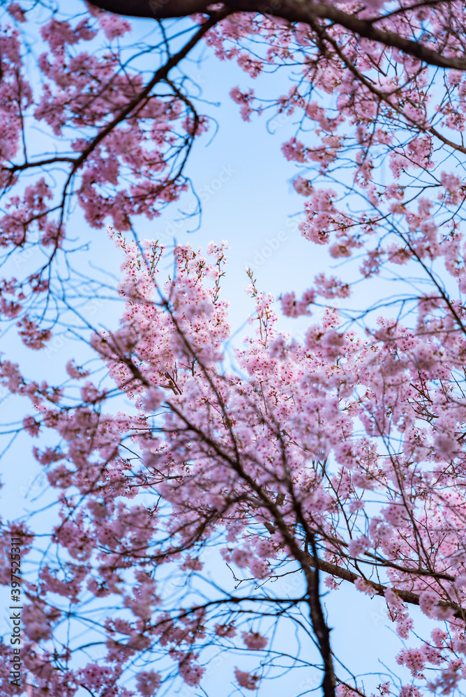 Full of bloom on Japanese Sakura Full of bloom on Japanese Sakura