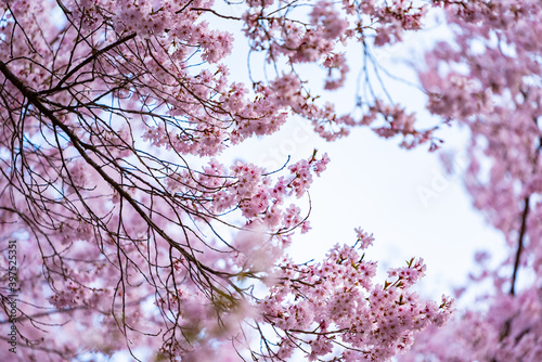 Full of bloom on Japanese Sakura photo