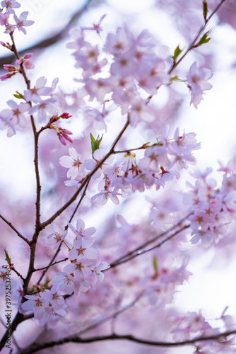 Full of bloom on Japanese Sakura photo