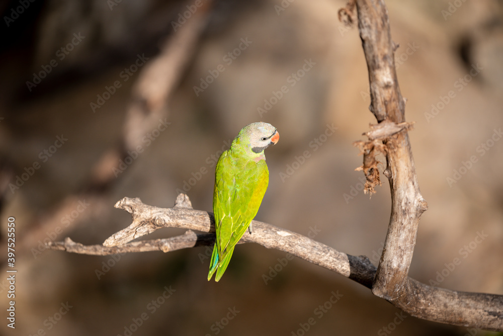 small green Parrot on blur background small green Parrot on blur background