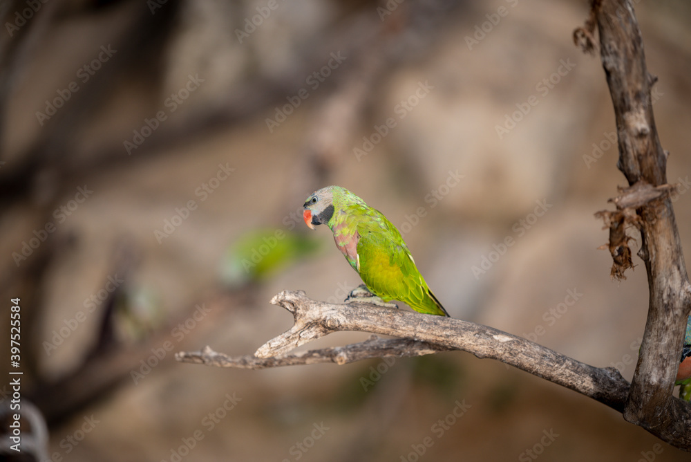small green Parrot on blur background small green Parrot on blur background