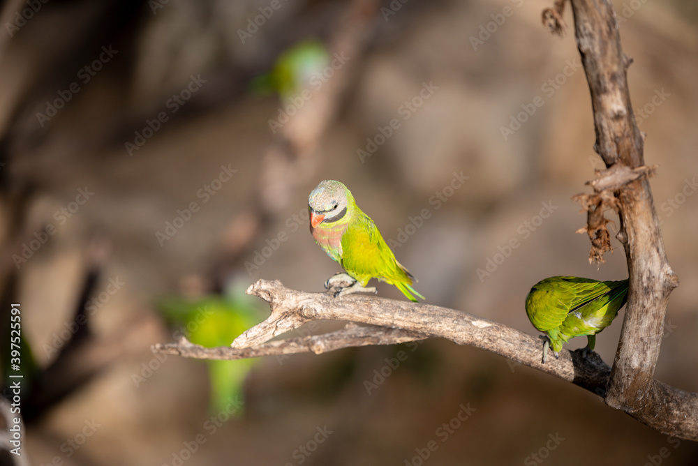 small green Parrot on blur background