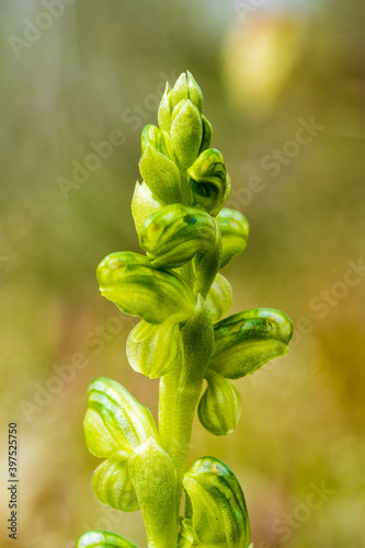 An endemic Australian orchid known as Black-tip Greenhood (Pterostylis bicolor). It has three to ten well-spaced, bright green flowers with a blunt, greenish-black appendage. photo