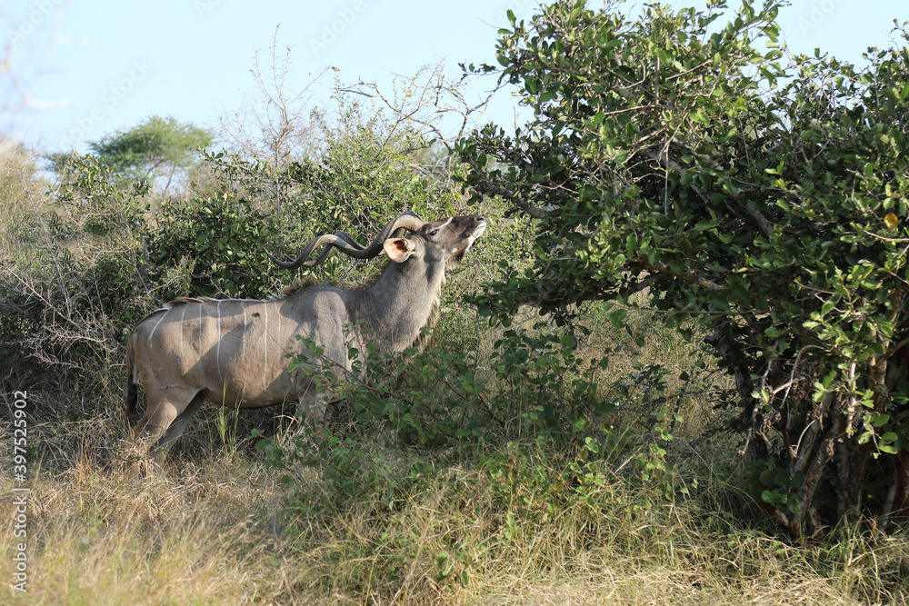 Fototapeta premium Großer Kudu / Greater Kudu / Tragelaphus strepsiceros.