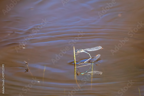 Mating pair of Blue Ringtail Damselflys (Austrolestes annulosus) perched on grass above water with reflection photo