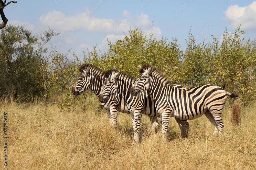 Steppenzebra / Burchell's zebra / Equus burchellii Steppenzebra / Burchell's zebra / Equus burchellii