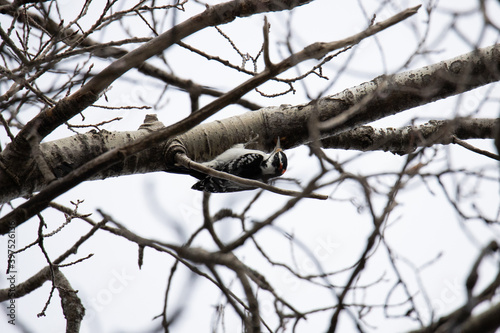 Woodpecker Northern Minnesota