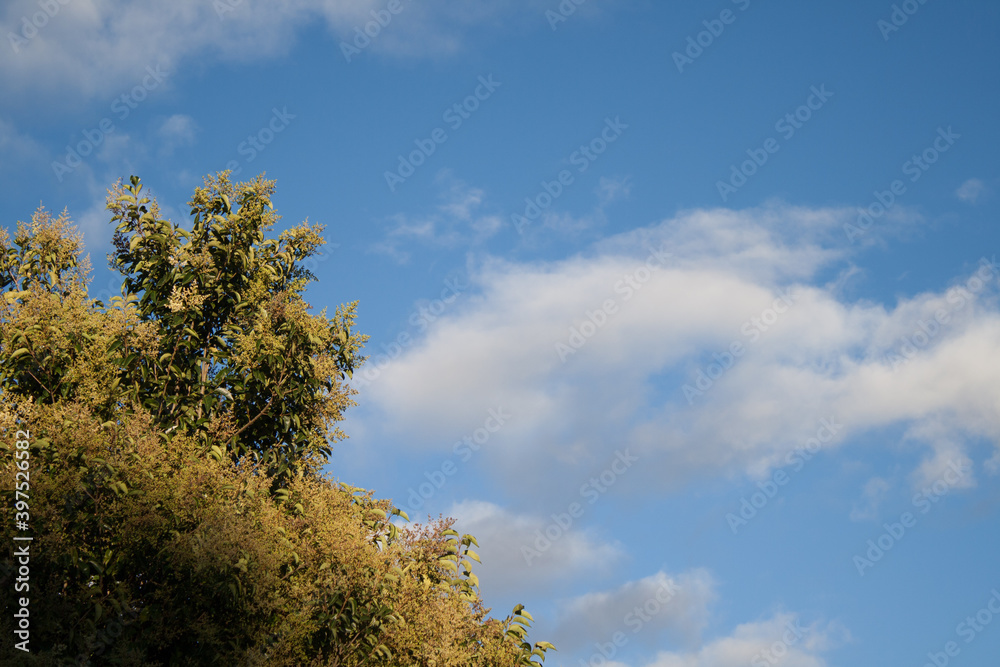 cielo y arboles de un parque un dia soledado cielo y arboles de un parque un dia soledado