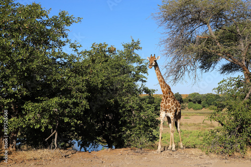 Photography Giraffe / Giraffe / Giraffa Camelopardalis