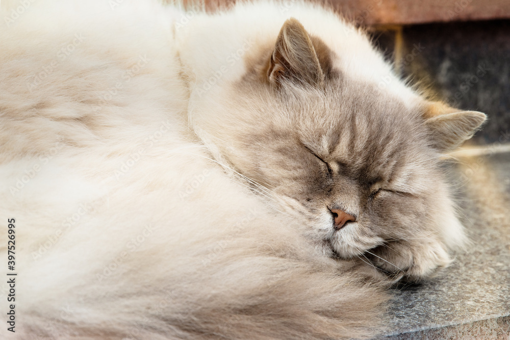 Beige longhair house cat sleeping on an outdoor staircase