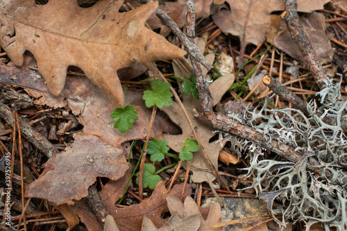 Leaves and clovers in an autumnal background.