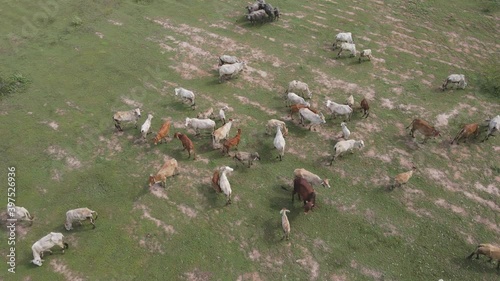 Cow farming video clips in the forest at  rural of Thailand