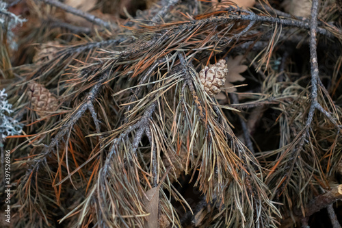 Pinecones and branches autumn close up.