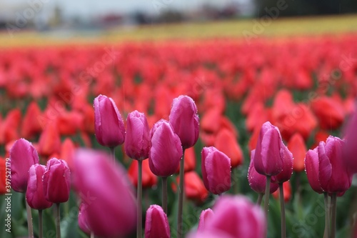 Tulips in Rain