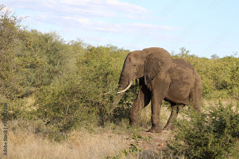 Obraz premium Afrikanischer Elefant / African elephant / Loxodonta africana