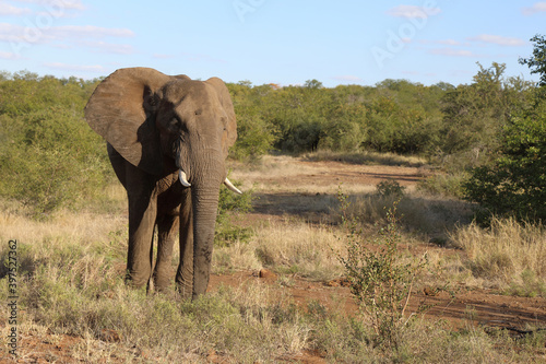 Afrikanischer Elefant / African elephant / Loxodonta africana