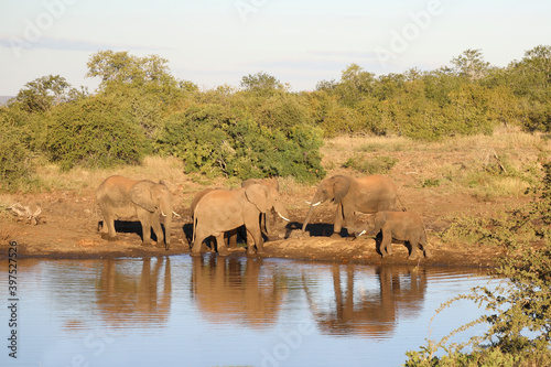 Afrikanischer Elefant   African elephant   Loxodonta africana