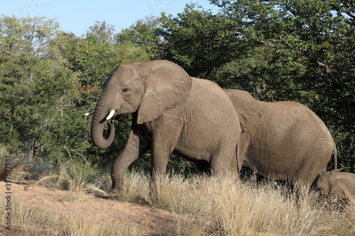 Afrikanischer Elefant   African elephant   Loxodonta africana