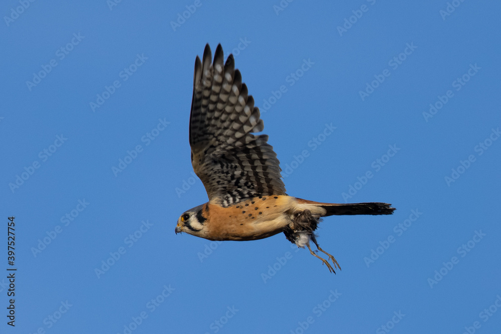 Fototapeta premium Extremely close view of a male kestrel flying with a small bird in his talons