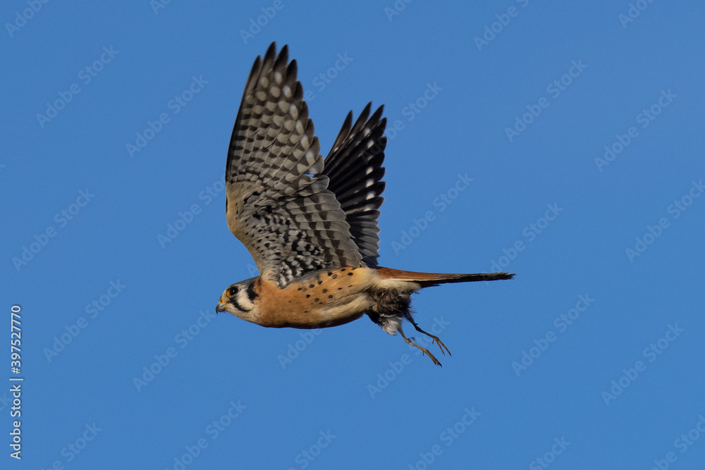 Fototapeta premium Extremely close view of a male kestrel flying with a small bird in his talons