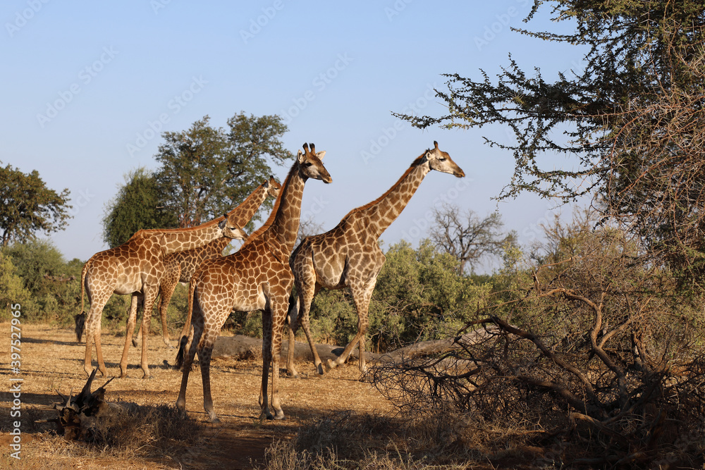 Obraz premium Giraffe / Giraffe / Giraffa Camelopardalis