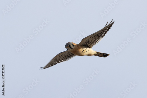 Extremely close view of a male kestrel flying in beautiful light
