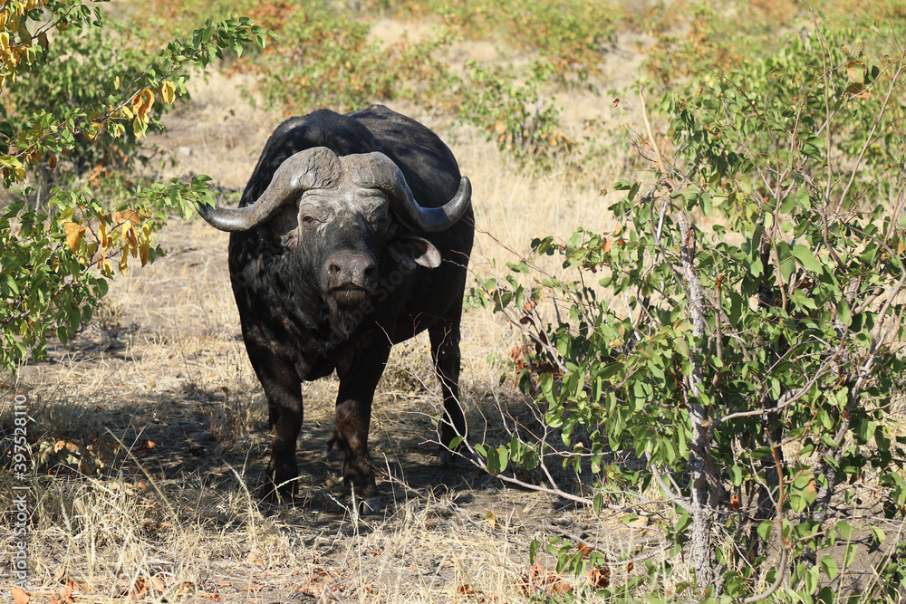 Obraz premium Kaffernbüffel / Buffalo / Syncerus caffer