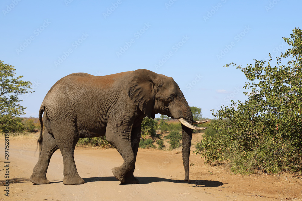 Fototapeta premium Afrikanischer Elefant / African elephant / Loxodonta africana