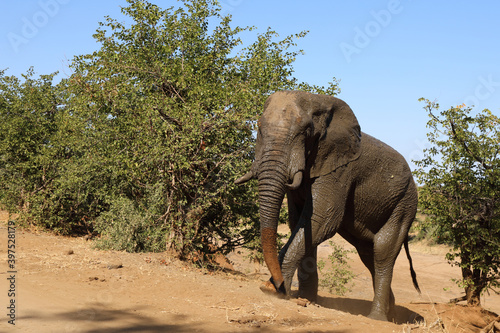 Afrikanischer Elefant   African elephant   Loxodonta africana