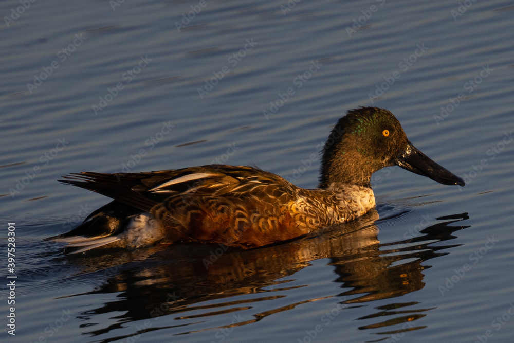 Northern Shoveler in beautiful light, seen in the wild in North California Northern Shoveler in beautiful light, seen in the wild in North California