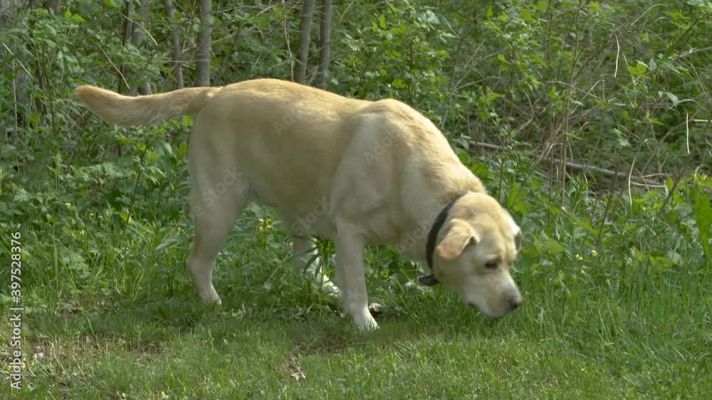 The sniffing Labrador dog on the forest looking around the grassy area in Estonia The sniffing Labrador dog on the forest looking around the grassy area in Estonia