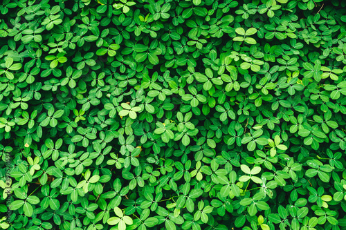 Wallpaper Mural Green grass wall texture for backdrop design and eco wall and die-cut for artwork. Torontodigital.ca