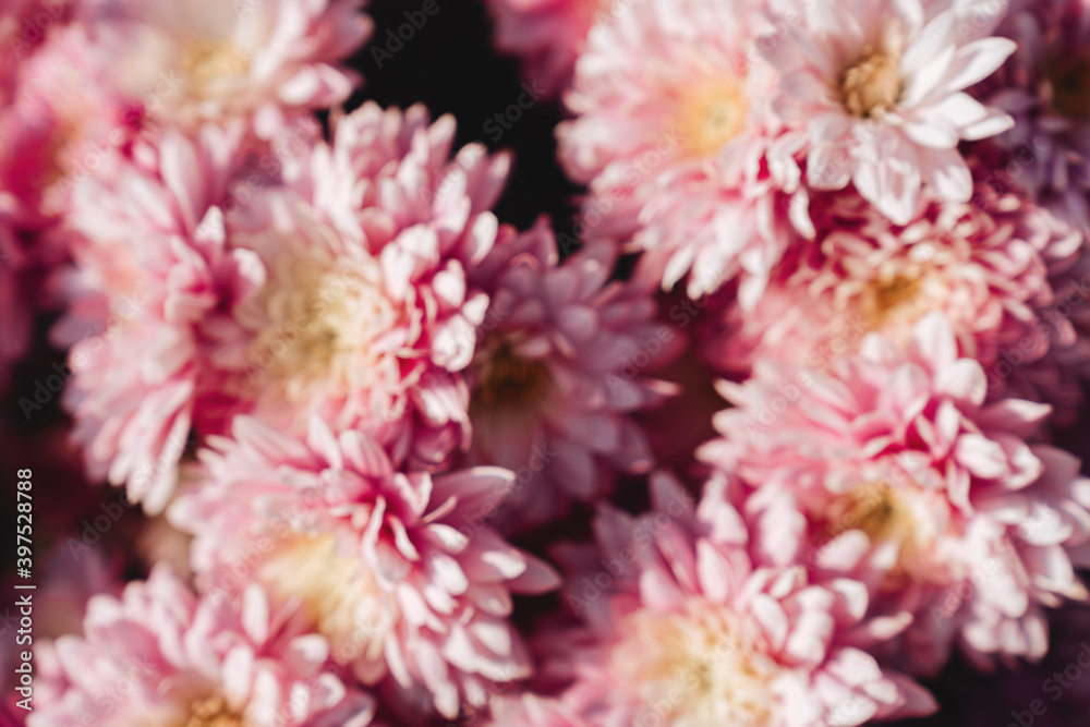 The autumn Flowers, chrysanthemum flowers wallpaper background. The autumn Flowers, chrysanthemum flowers wallpaper background.