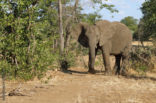 Afrikanischer Elefant   African elephant   Loxodonta africana