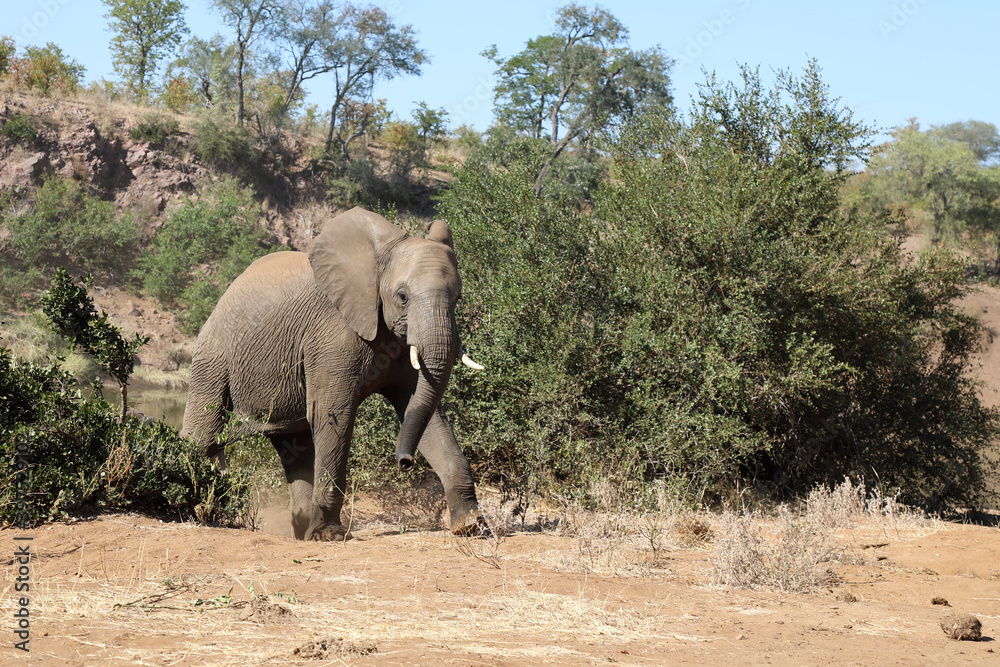 Obraz premium Afrikanischer Elefant / African elephant / Loxodonta africana.