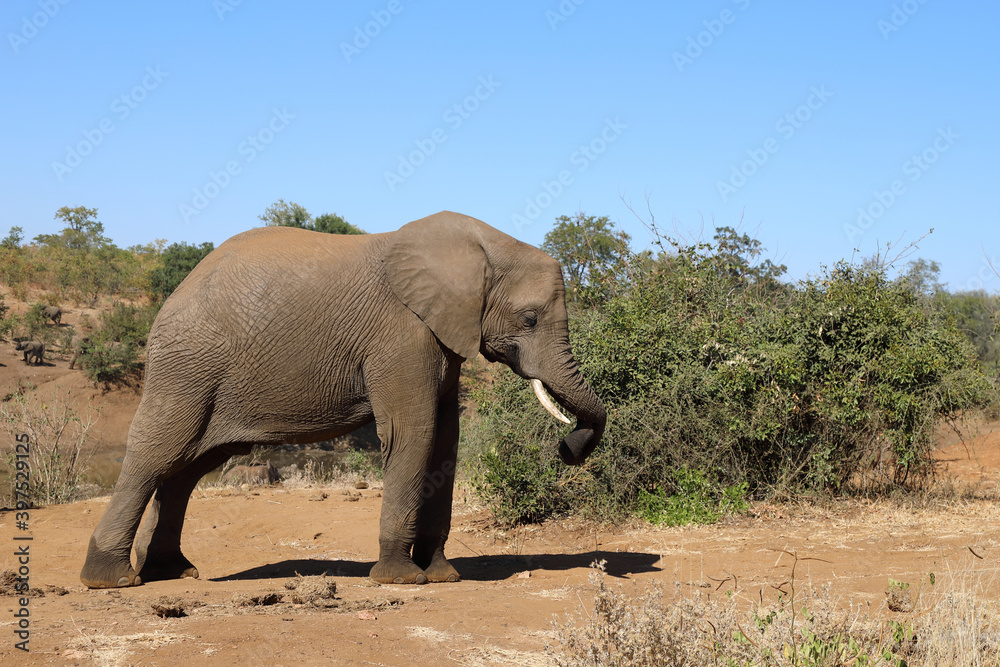 Obraz premium Afrikanischer Elefant / African elephant / Loxodonta africana