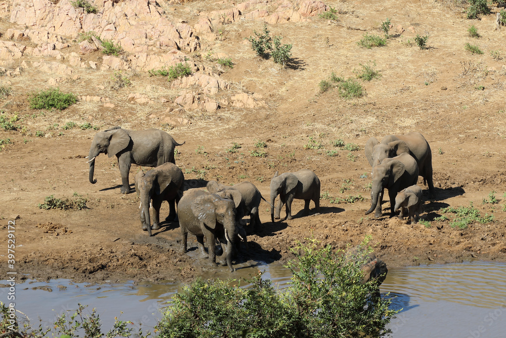 Fototapeta premium Afrikanischer Elefant am Mphongolo River/ African elephant at Mphongolo River / Loxodonta africana.