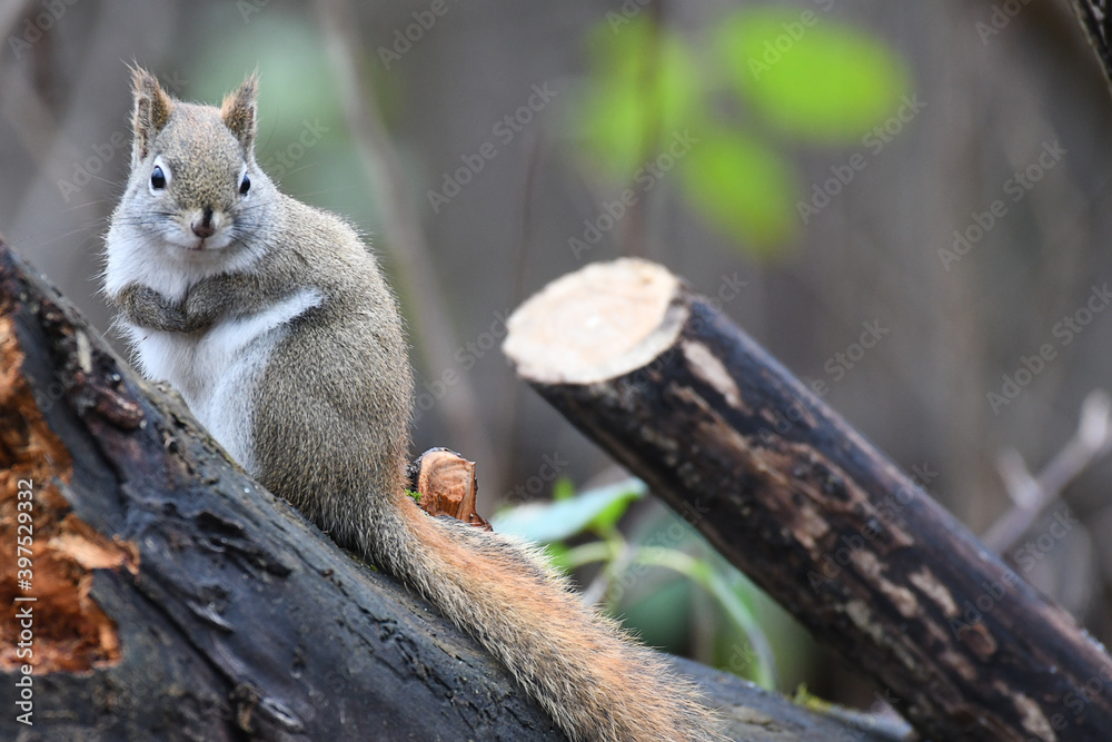 Obraz premium Closeup of a grey squirrel standing on a branch and looking at camera