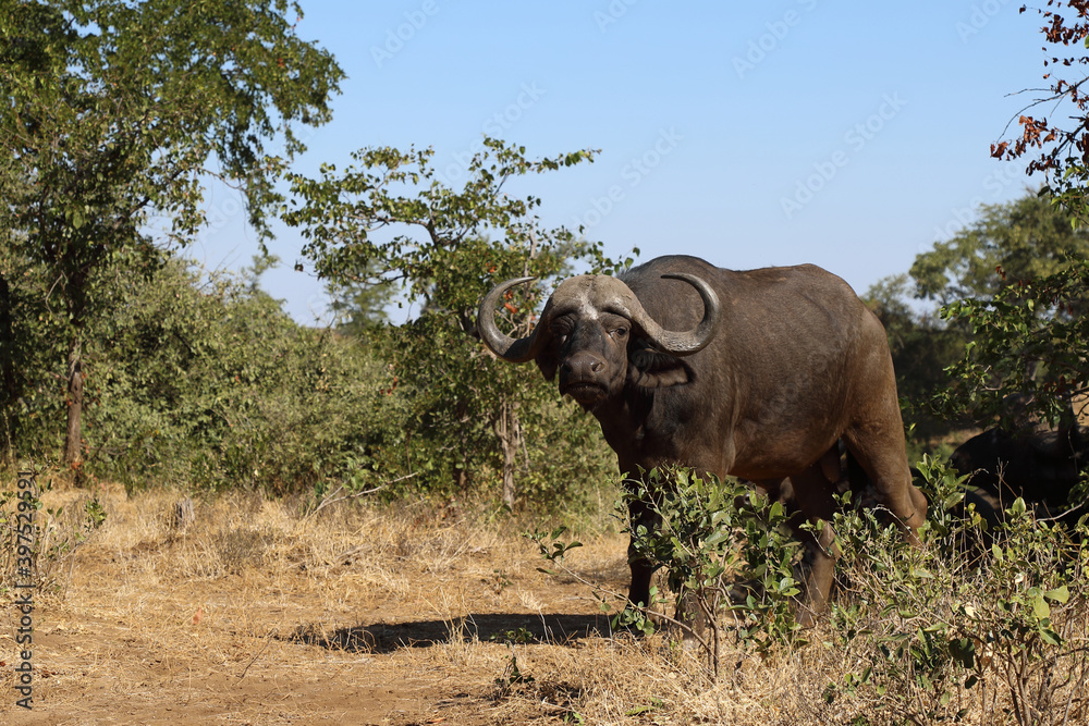 Fototapeta premium Kaffernbüffel / Buffalo / Syncerus caffer