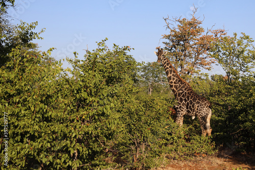 Giraffe / Giraffe / Giraffa Camelopardalis