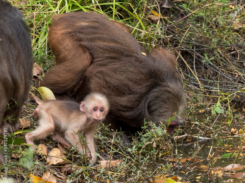 A baby Stump-tailed Macaque (Macaca arctoides) with adults at a waterhole. photo