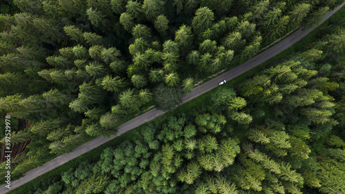 The road that passes through the pine forest