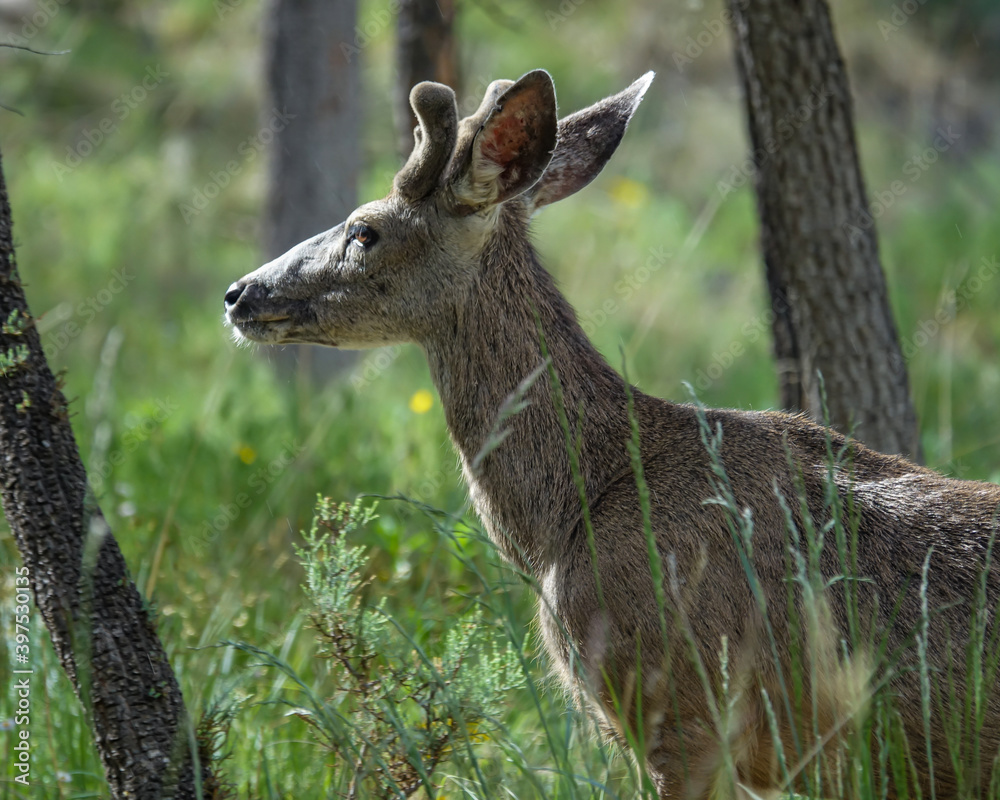 Velvet Buck up-close Velvet Buck up-close