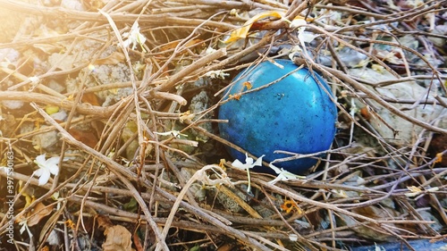 The blue ball was dropped in the branch pile.