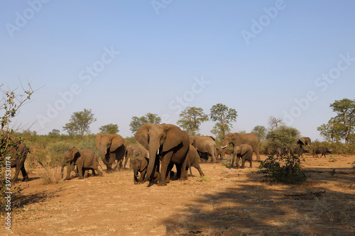 Afrikanischer Elefant und Kaffernb  ffel   African elephant and Buffalo   Loxodonta africana et Syncerus caffer.