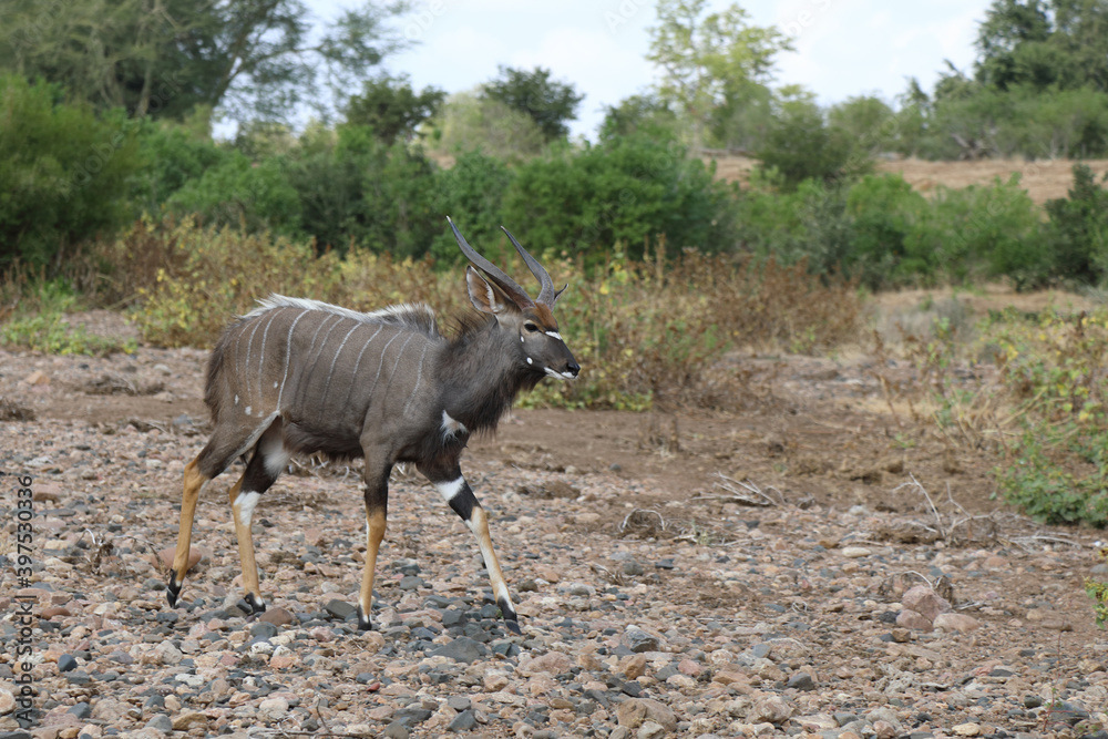 Fototapeta premium Nyala / Nyala / Tragelaphus angasii.