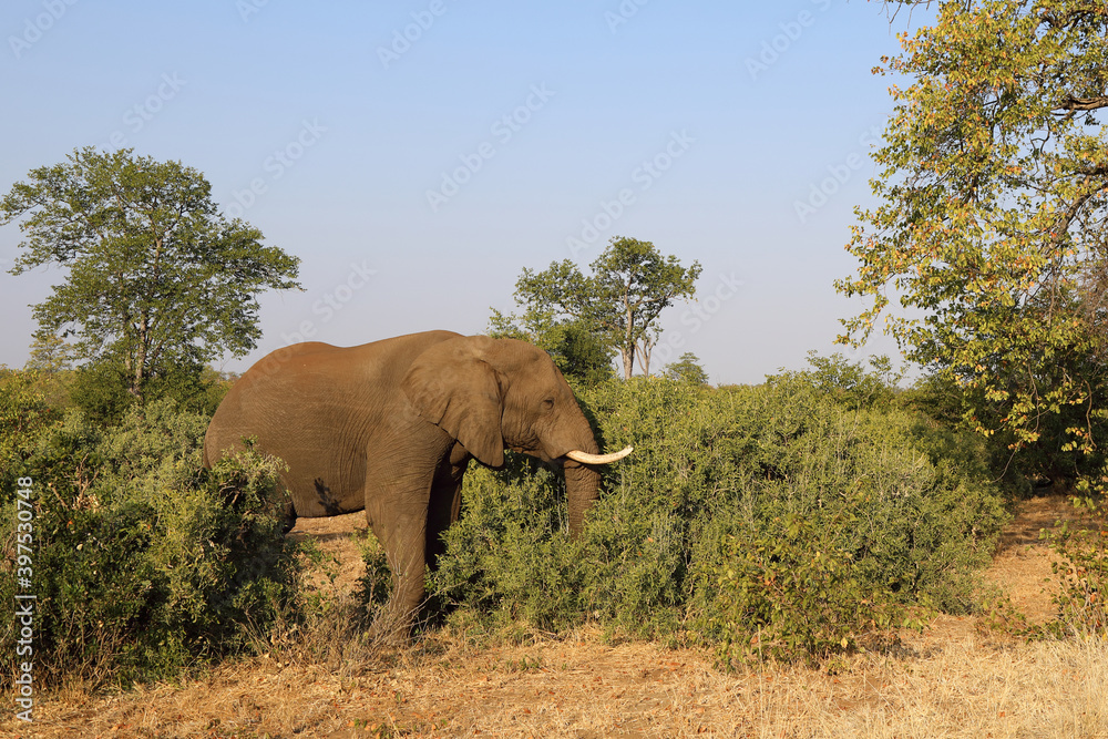 Fototapeta premium Afrikanischer Elefant / African elephant / Loxodonta africana